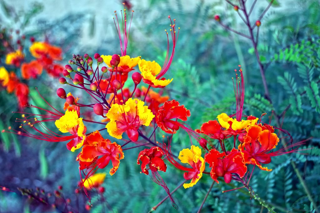 Brightly-colored Pride of Barbados flowers